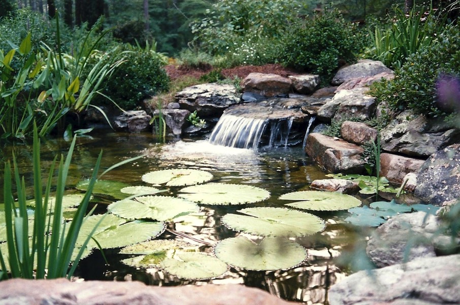 Tranquil waterfall lily pond